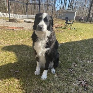 Meet your Posher, Betsy